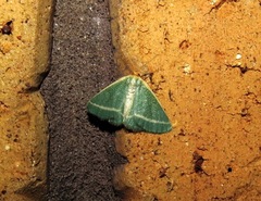 Mixocera latilineata