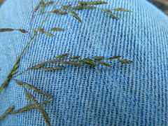 Torreyochloa pallida