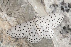 Percnia
