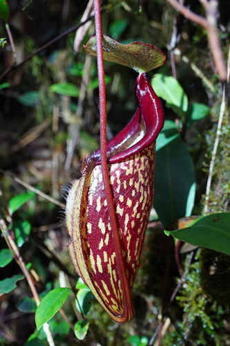 Nepenthes Sericea · INaturalist