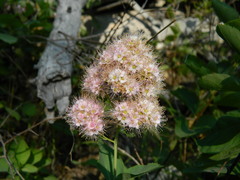 Spiraea × pyramidata