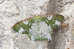 Eucyclodes albisparsa