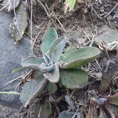 Thompsonella minutiflora