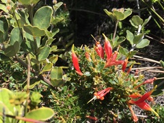 Lambertia