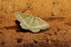 Mixocera latilineata