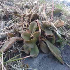 Thompsonella minutiflora