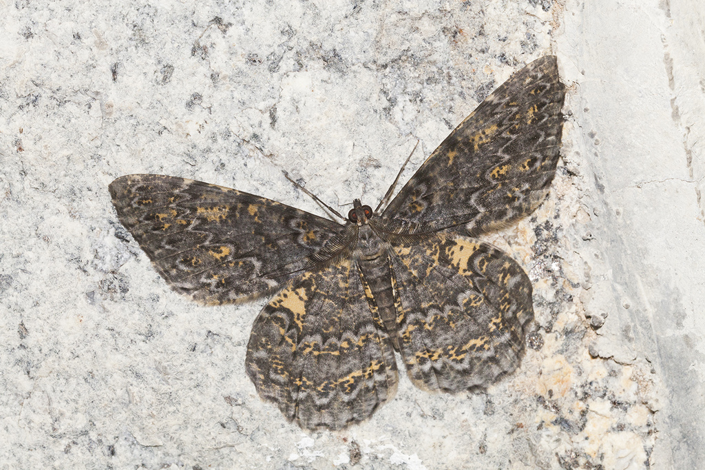 Amblychia praeumbrata