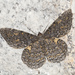 Amblychia praeumbrata - Photo 由 budak 所上傳的 (c) budak，保留部份權利CC BY-NC