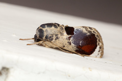 Calymera picta