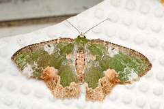 Eucyclodes albisparsa