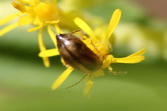 Metrioidea