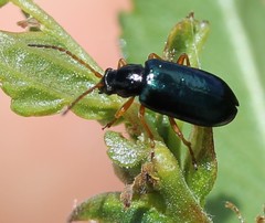 Scelolyperus