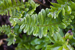 Polypodium scouleri