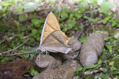 Thinopteryx crocoptera