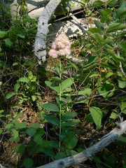 Spiraea × pyramidata