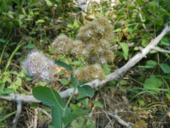 Spiraea × pyramidata