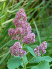Spiraea × pyramidata