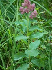 Spiraea × pyramidata