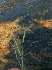 Torreyochloa pallida