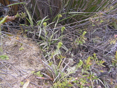 Pterostylis puberula