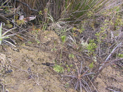 Pterostylis puberula