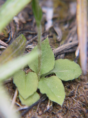 Pterostylis puberula
