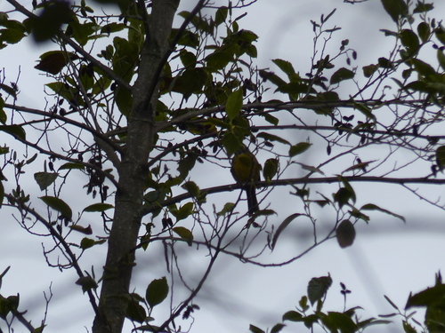 Moustached Brushfinch (Atlapetes albofrenatus), photo 5