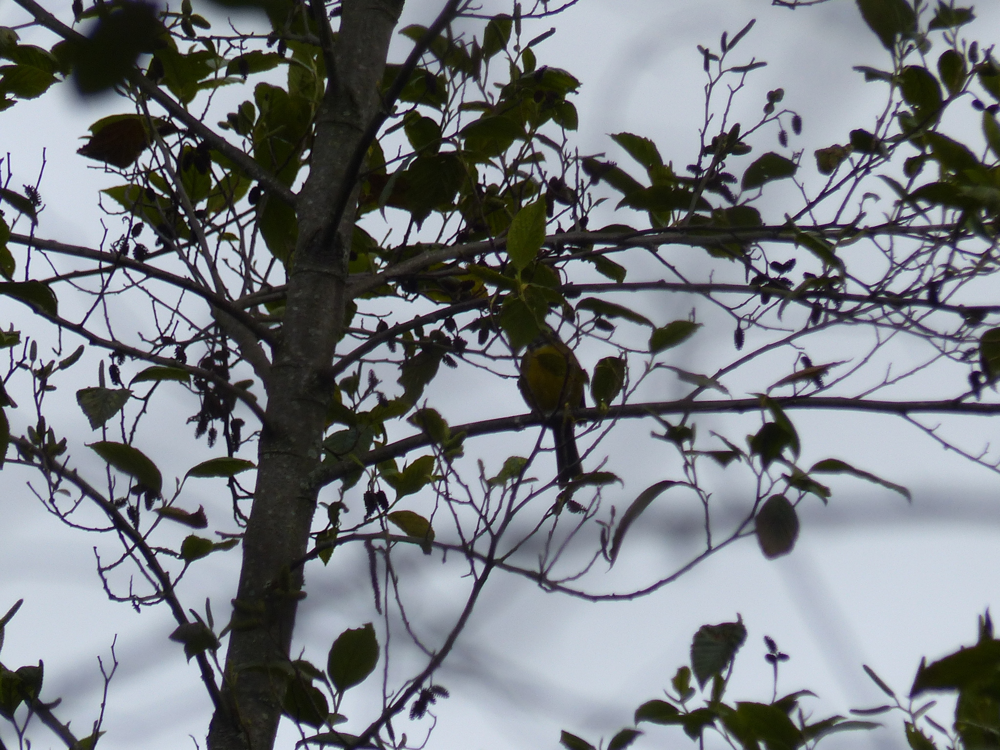 Moustached Brushfinch illustration