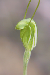Pterostylis puberula