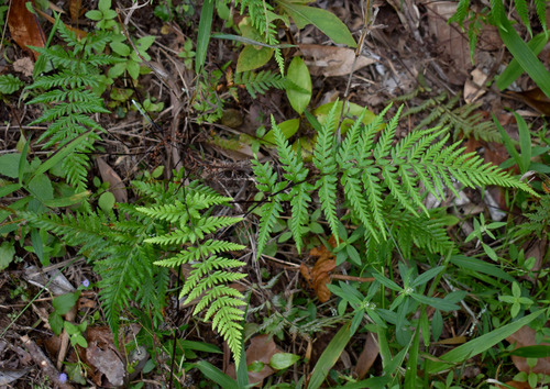 Pityrogramma calomelanos