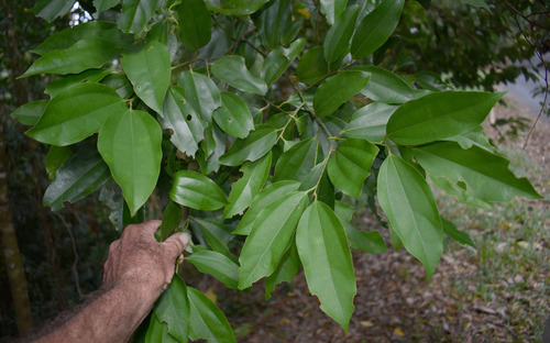 Cryptocarya grandis, 2023-05-03
