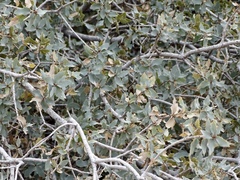 Quercus × undulata