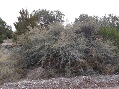 Quercus × undulata