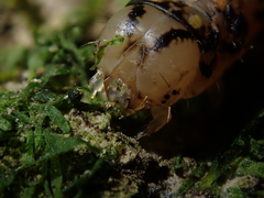 Austramathes purpurea