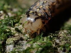 Austramathes purpurea