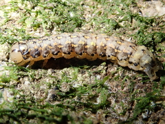 Austramathes purpurea