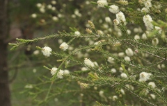 Melaleuca parvistaminea