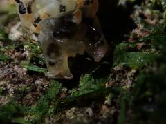 Austramathes purpurea