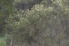Melaleuca parvistaminea
