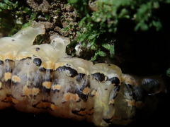 Austramathes purpurea