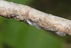 Pterocomma
