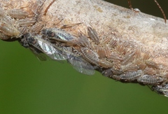 Pterocomma