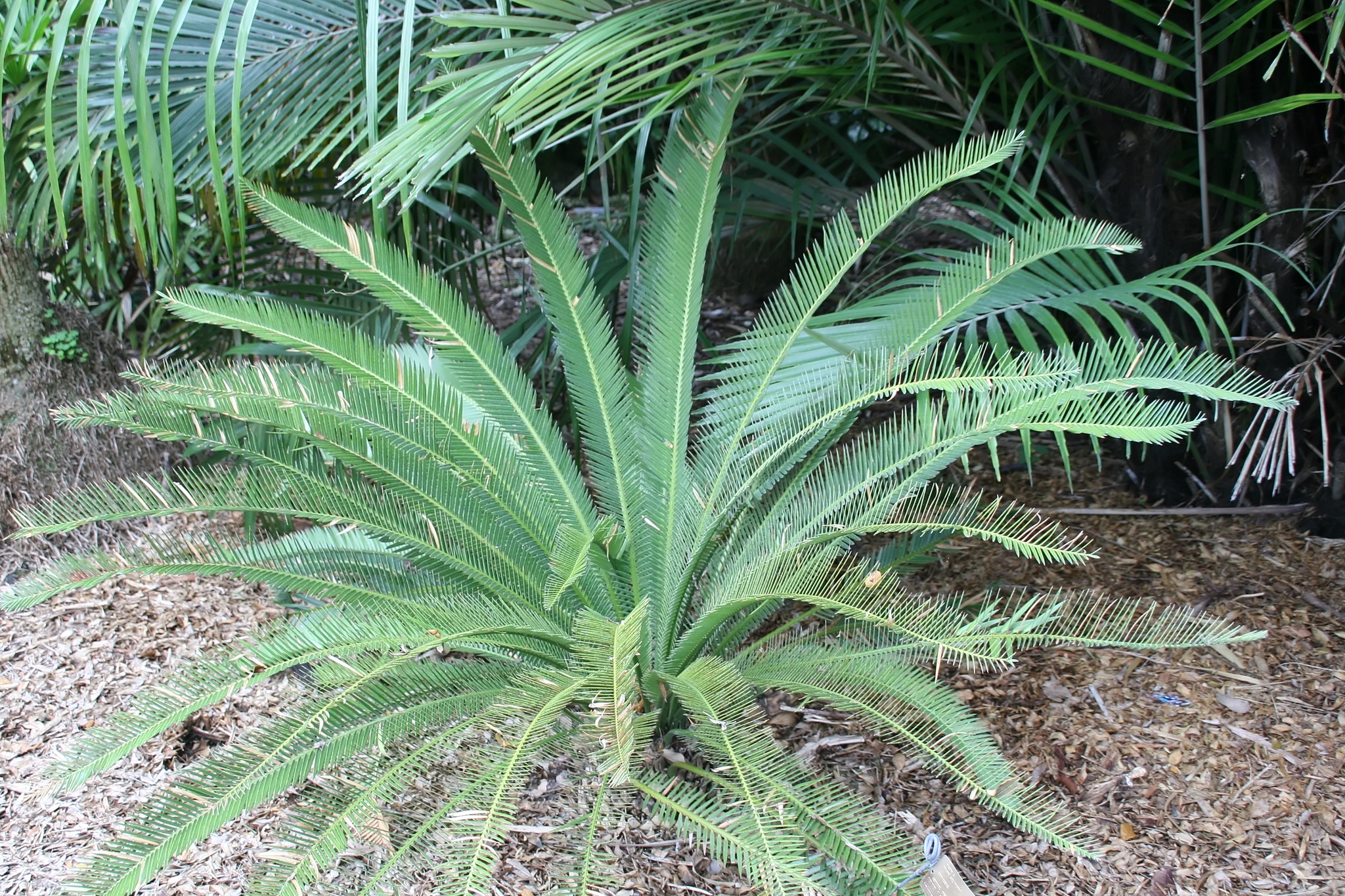 Dioon califanoi