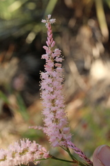Polygonella