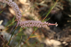 Polygonella