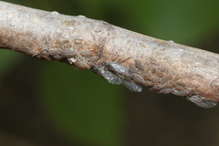 Pterocomma
