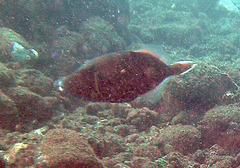 Sufflamen chrysopterum