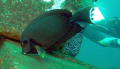 Acanthurus pyroferus