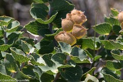 Hakea victoria