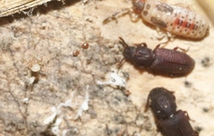 Bothrideridae